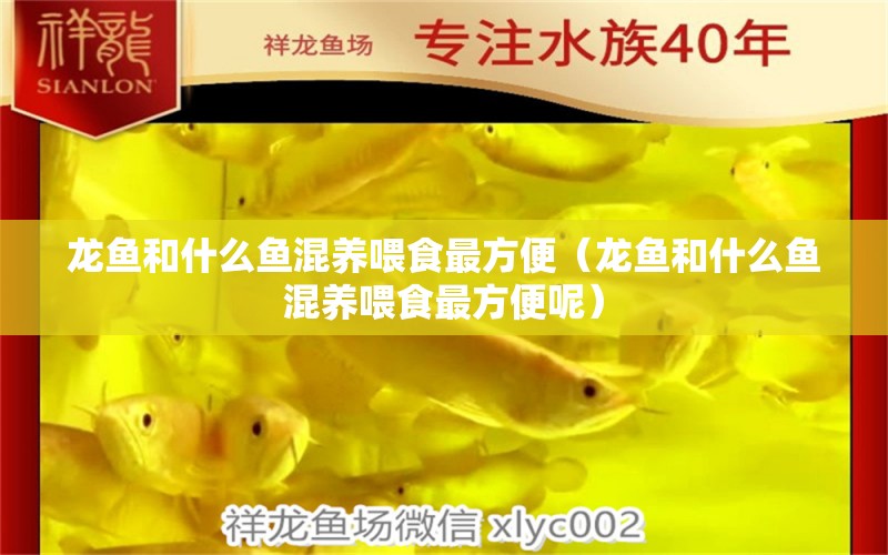 龍魚(yú)和什么魚(yú)混養(yǎng)喂食最方便（龍魚(yú)和什么魚(yú)混養(yǎng)喂食最方便呢） 黑影道人魚(yú)