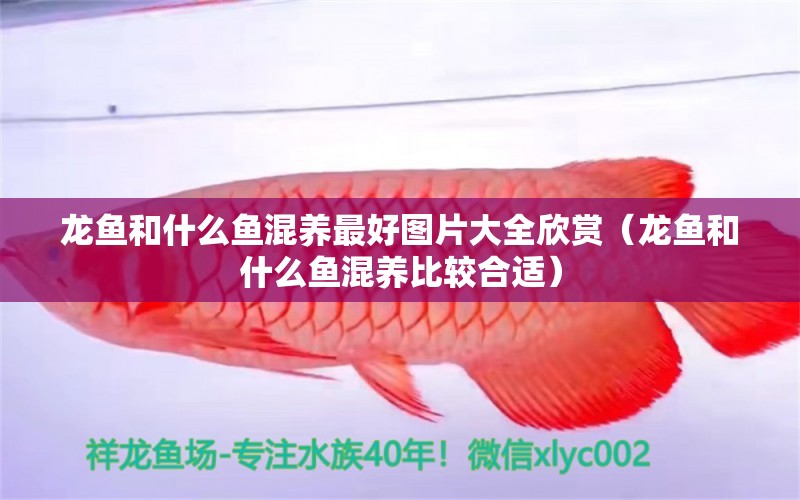 龍魚和什么魚混養(yǎng)最好圖片大全欣賞（龍魚和什么魚混養(yǎng)比較合適） 觀賞魚