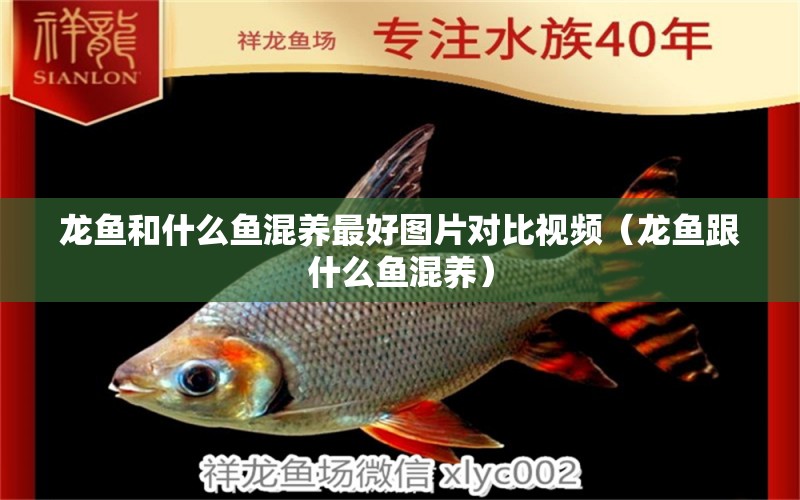 龍魚(yú)和什么魚(yú)混養(yǎng)最好圖片對(duì)比視頻（龍魚(yú)跟什么魚(yú)混養(yǎng)）