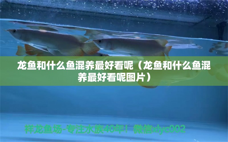 龍魚和什么魚混養(yǎng)最好看呢（龍魚和什么魚混養(yǎng)最好看呢圖片） 廣州龍魚批發(fā)市場(chǎng)