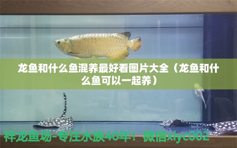 龍魚和什么魚混養(yǎng)最好看圖片大全（龍魚和什么魚可以一起養(yǎng)）