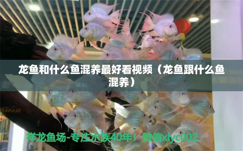 龍魚和什么魚混養(yǎng)最好看視頻（龍魚跟什么魚混養(yǎng)） 巨骨舌魚