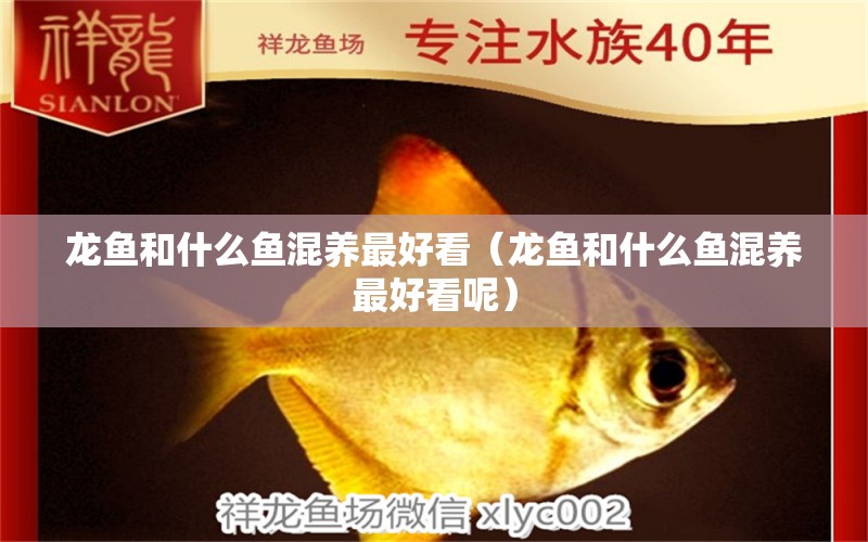 龍魚和什么魚混養(yǎng)最好看（龍魚和什么魚混養(yǎng)最好看呢）