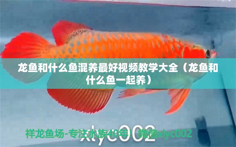 龍魚和什么魚混養(yǎng)最好視頻教學(xué)大全（龍魚和什么魚一起養(yǎng)）