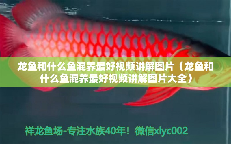 龍魚和什么魚混養(yǎng)最好視頻講解圖片（龍魚和什么魚混養(yǎng)最好視頻講解圖片大全）