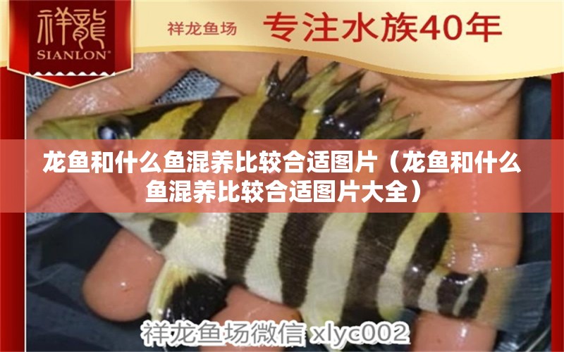 龍魚和什么魚混養(yǎng)比較合適圖片（龍魚和什么魚混養(yǎng)比較合適圖片大全） 廣州龍魚批發(fā)市場