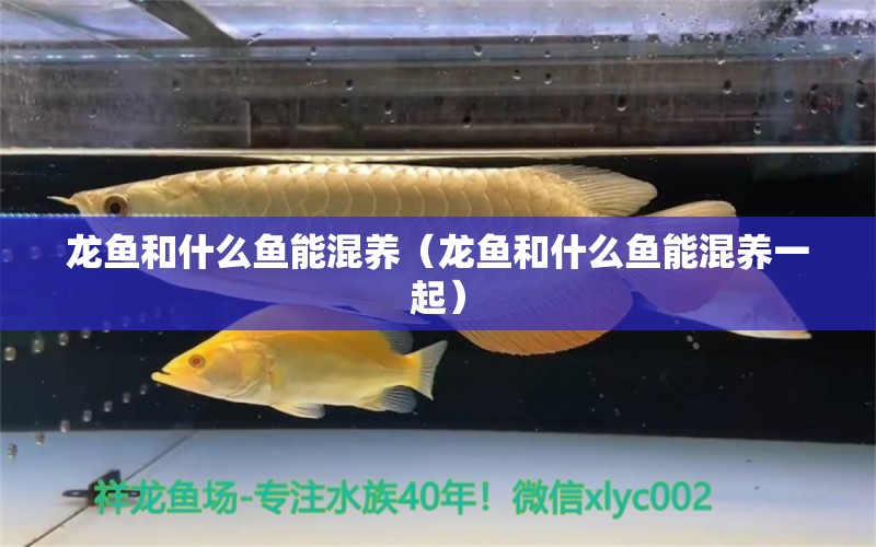 龍魚和什么魚能混養(yǎng)（龍魚和什么魚能混養(yǎng)一起） 祥龍水族醫(yī)院