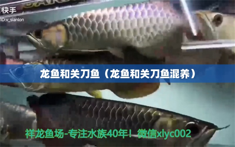 龍魚和關(guān)刀魚（龍魚和關(guān)刀魚混養(yǎng)）