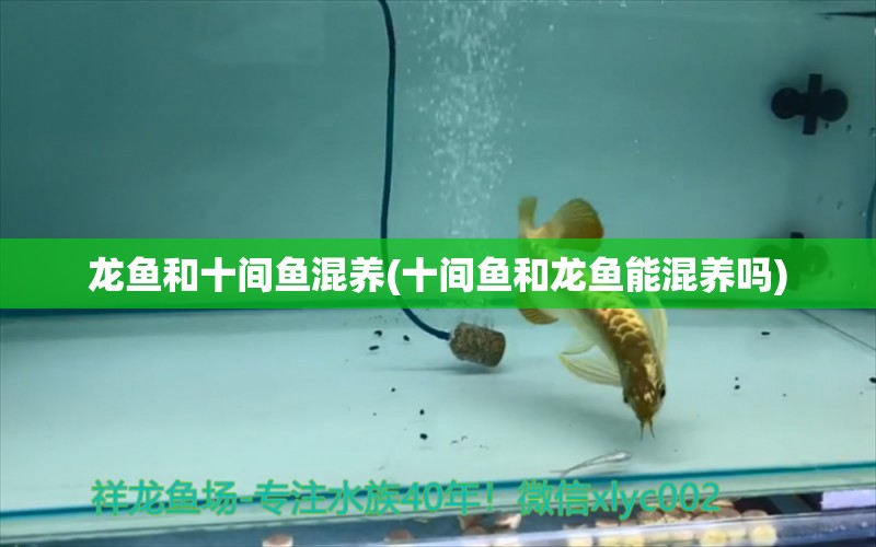 龍魚和十間魚混養(yǎng)(十間魚和龍魚能混養(yǎng)嗎)