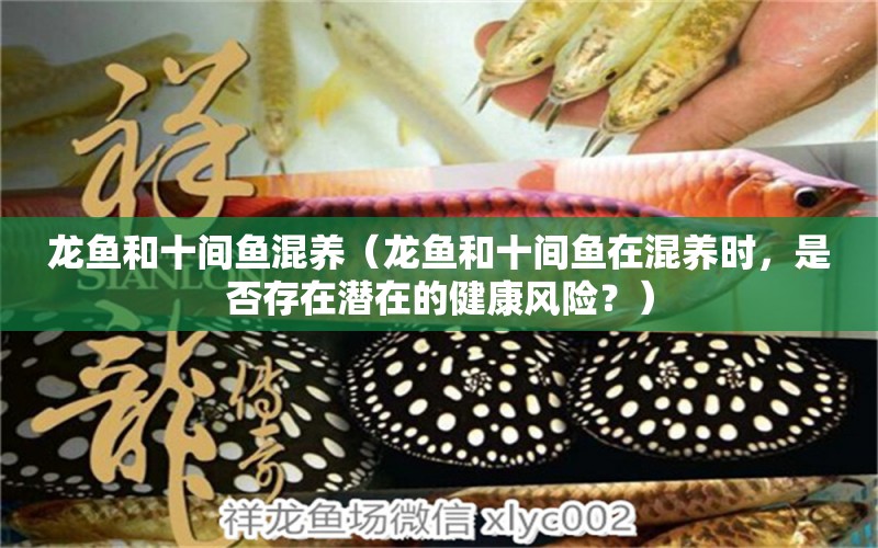 龍魚和十間魚混養(yǎng)（龍魚和十間魚在混養(yǎng)時(shí)，是否存在潛在的健康風(fēng)險(xiǎn)？）