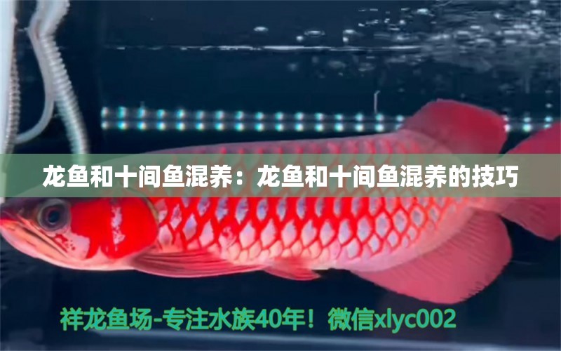 龍魚和十間魚混養(yǎng)：龍魚和十間魚混養(yǎng)的技巧