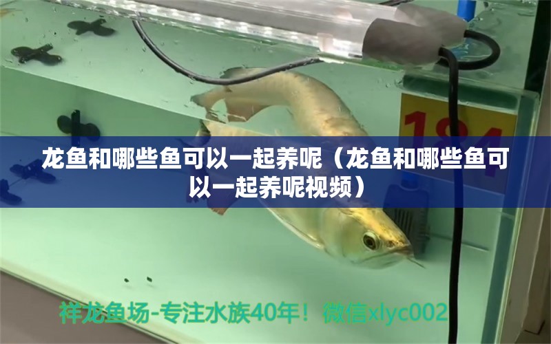 龍魚和哪些魚可以一起養(yǎng)呢（龍魚和哪些魚可以一起養(yǎng)呢視頻） 廣州龍魚批發(fā)市場(chǎng)