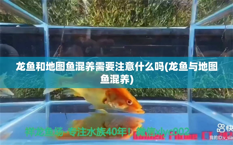 龍魚和地圖魚混養(yǎng)需要注意什么嗎(龍魚與地圖魚混養(yǎng))