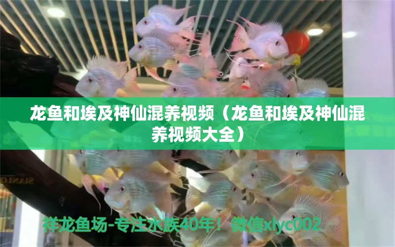 龍魚和埃及神仙混養(yǎng)視頻（龍魚和埃及神仙混養(yǎng)視頻大全）