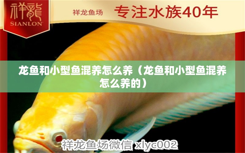 龍魚和小型魚混養(yǎng)怎么養(yǎng)（龍魚和小型魚混養(yǎng)怎么養(yǎng)的）