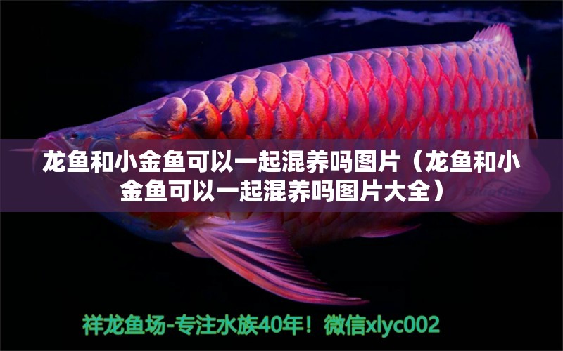 龍魚和小金魚可以一起混養(yǎng)嗎圖片（龍魚和小金魚可以一起混養(yǎng)嗎圖片大全） 熱帶魚魚苗批發(fā)