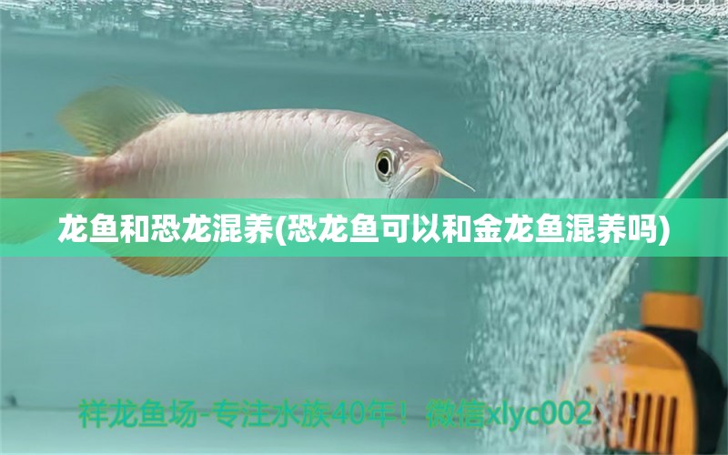 龍魚和恐龍混養(yǎng)(恐龍魚可以和金龍魚混養(yǎng)嗎) 其它水族用具設(shè)備