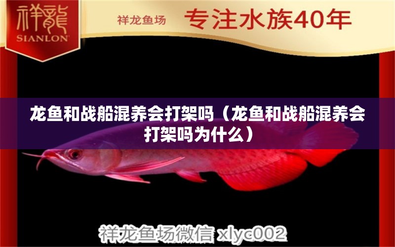 龍魚和戰(zhàn)船混養(yǎng)會打架嗎（龍魚和戰(zhàn)船混養(yǎng)會打架嗎為什么） 廣州龍魚批發(fā)市場