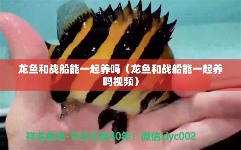 龍魚(yú)和戰(zhàn)船能一起養(yǎng)嗎（龍魚(yú)和戰(zhàn)船能一起養(yǎng)嗎視頻） 廣州龍魚(yú)批發(fā)市場(chǎng)