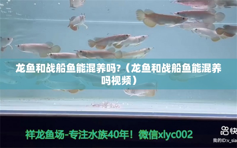 龍魚和戰(zhàn)船魚能混養(yǎng)嗎?（龍魚和戰(zhàn)船魚能混養(yǎng)嗎視頻） 廣州龍魚批發(fā)市場(chǎng)