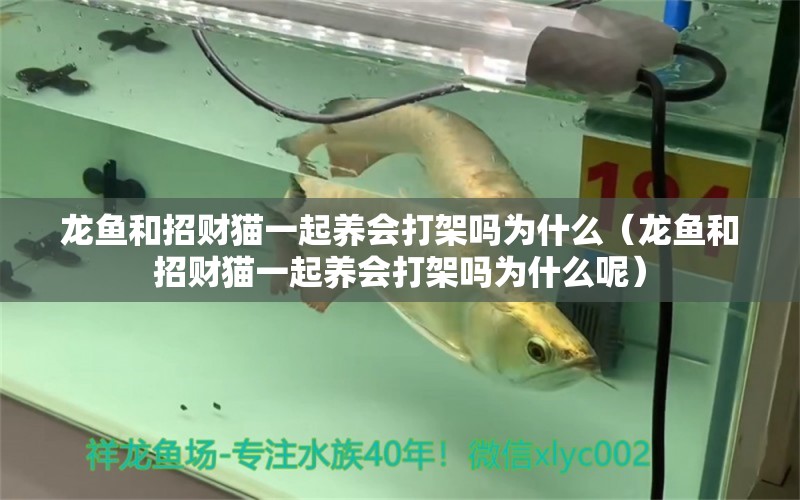 龍魚和招財貓一起養(yǎng)會打架嗎為什么（龍魚和招財貓一起養(yǎng)會打架嗎為什么呢） 廣州龍魚批發(fā)市場