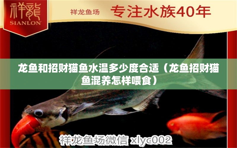 龍魚和招財(cái)貓魚水溫多少度合適（龍魚招財(cái)貓魚混養(yǎng)怎樣喂食） 祥龍水族醫(yī)院