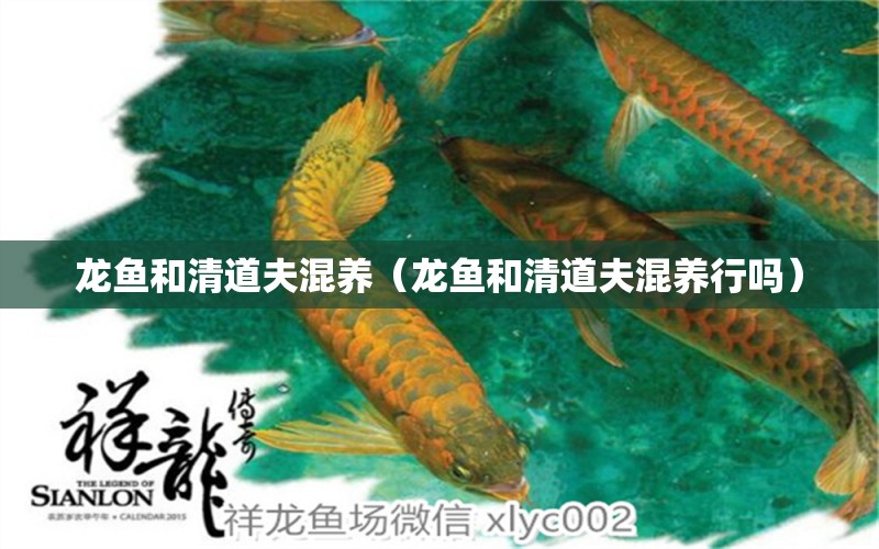 龍魚和清道夫混養(yǎng)（龍魚和清道夫混養(yǎng)行嗎）