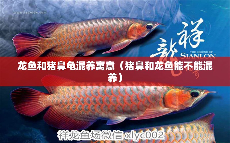 龍魚和豬鼻龜混養(yǎng)寓意（豬鼻和龍魚能不能混養(yǎng)） 豬鼻龜