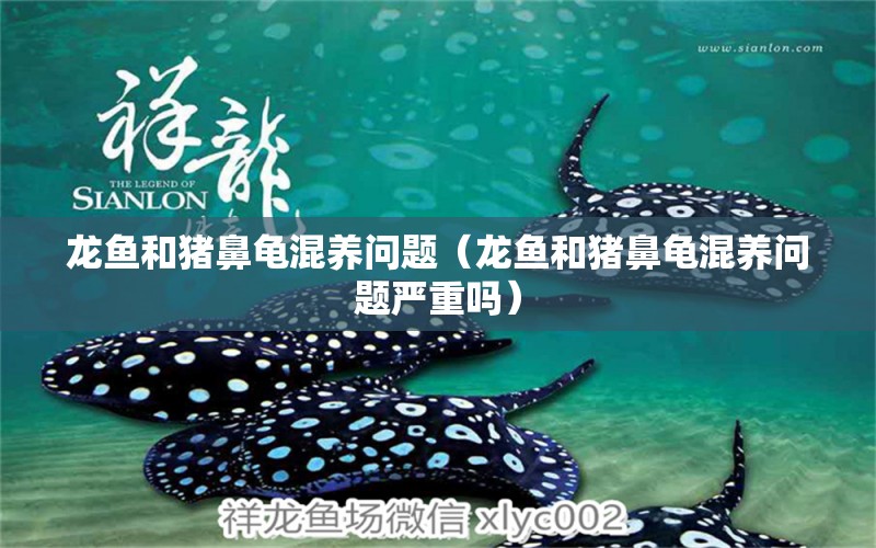 龍魚和豬鼻龜混養(yǎng)問題（龍魚和豬鼻龜混養(yǎng)問題嚴(yán)重嗎）