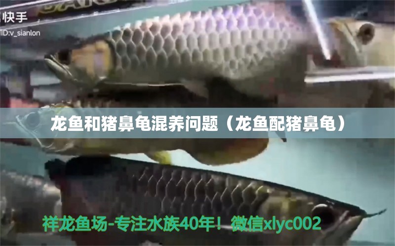 龍魚和豬鼻龜混養(yǎng)問題（龍魚配豬鼻龜） 銀龍魚苗