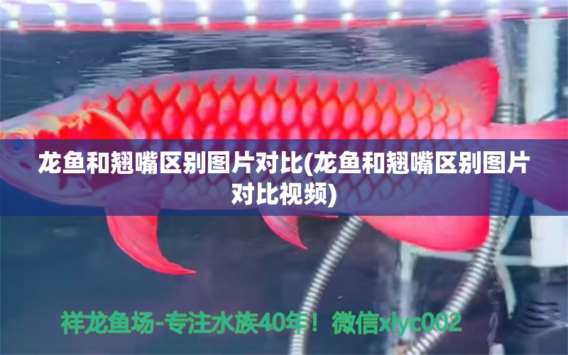 龍魚和翹嘴區(qū)別圖片對比(龍魚和翹嘴區(qū)別圖片對比視頻)