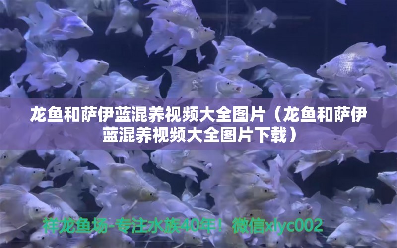 龍魚和薩伊藍(lán)混養(yǎng)視頻大全圖片（龍魚和薩伊藍(lán)混養(yǎng)視頻大全圖片下載）