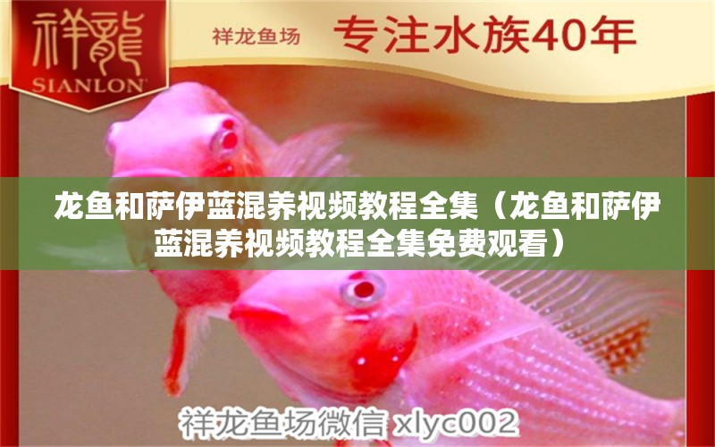 龍魚和薩伊藍(lán)混養(yǎng)視頻教程全集（龍魚和薩伊藍(lán)混養(yǎng)視頻教程全集免費觀看）