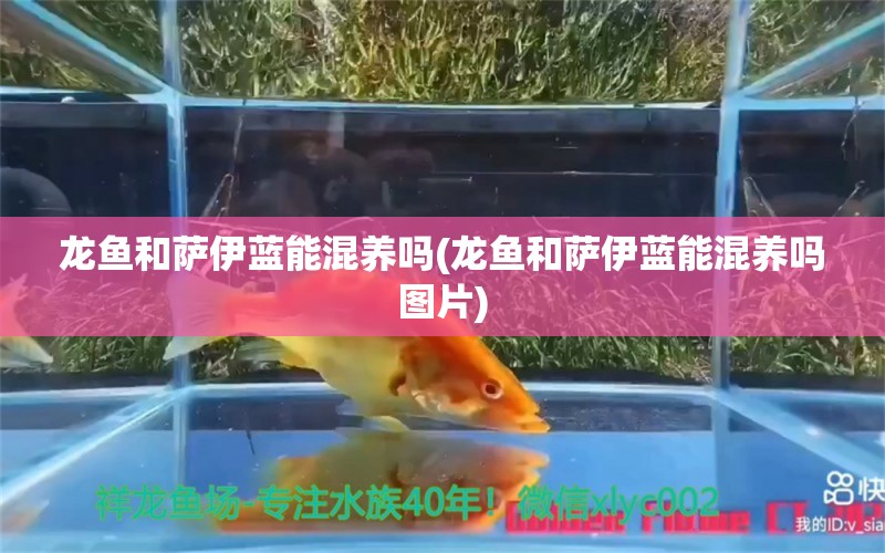 龍魚和薩伊藍能混養(yǎng)嗎(龍魚和薩伊藍能混養(yǎng)嗎圖片) 薩伊藍魚