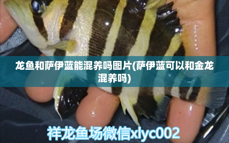 龍魚和薩伊藍(lán)能混養(yǎng)嗎圖片(薩伊藍(lán)可以和金龍混養(yǎng)嗎) 薩伊藍(lán)魚