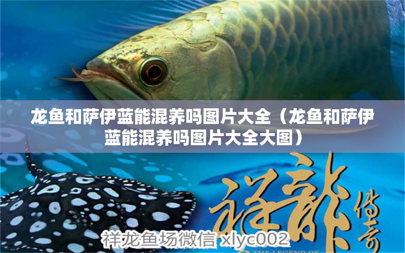 龍魚和薩伊藍(lán)能混養(yǎng)嗎圖片大全（龍魚和薩伊藍(lán)能混養(yǎng)嗎圖片大全大圖）