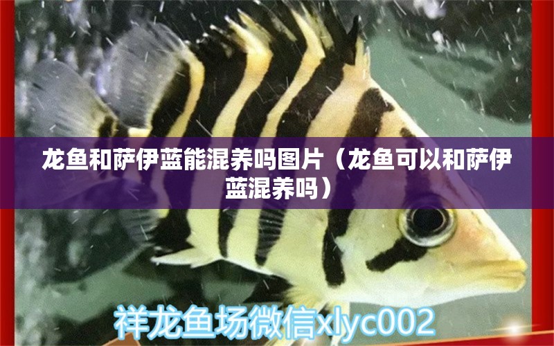 龍魚和薩伊藍(lán)能混養(yǎng)嗎圖片（龍魚可以和薩伊藍(lán)混養(yǎng)嗎） 薩伊藍(lán)魚