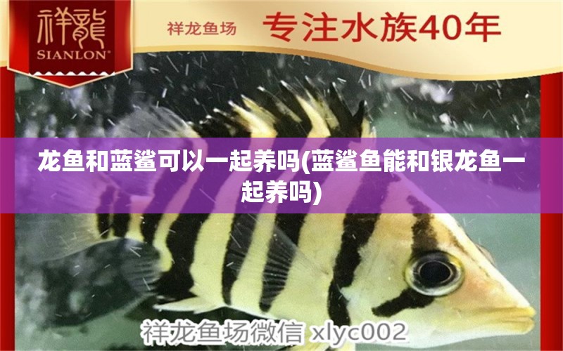 龍魚和藍(lán)鯊可以一起養(yǎng)嗎(藍(lán)鯊魚能和銀龍魚一起養(yǎng)嗎)