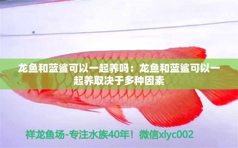 龍魚和藍(lán)鯊可以一起養(yǎng)嗎：龍魚和藍(lán)鯊可以一起養(yǎng)取決于多種因素