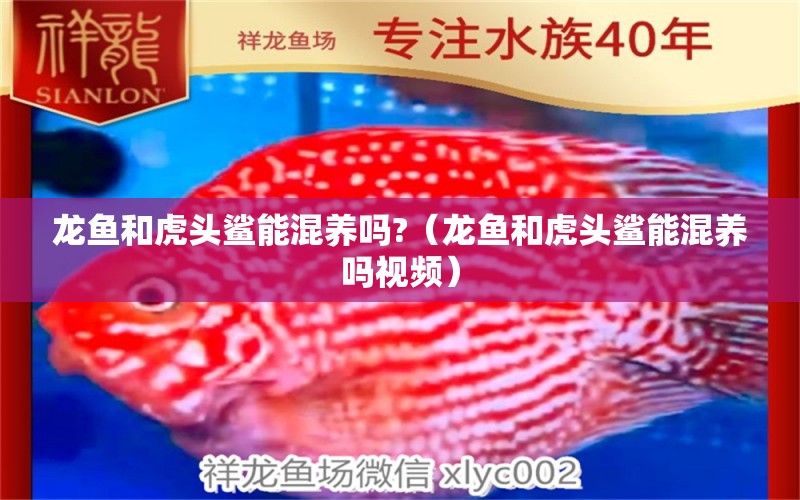 龍魚和虎頭鯊能混養(yǎng)嗎?（龍魚和虎頭鯊能混養(yǎng)嗎視頻）