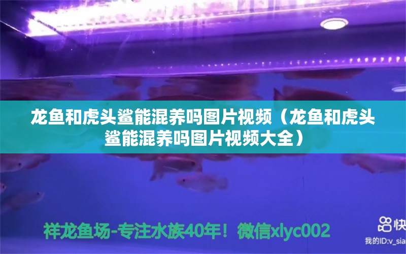 龍魚和虎頭鯊能混養(yǎng)嗎圖片視頻（龍魚和虎頭鯊能混養(yǎng)嗎圖片視頻大全）