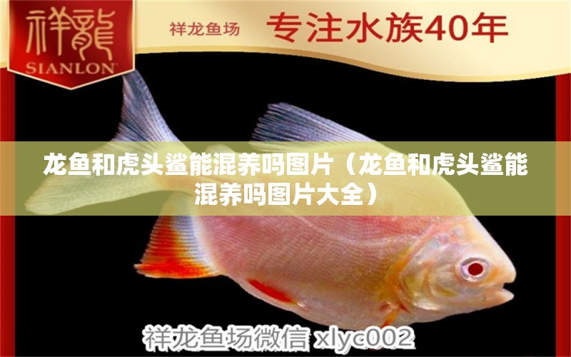 龍魚和虎頭鯊能混養(yǎng)嗎圖片（龍魚和虎頭鯊能混養(yǎng)嗎圖片大全）