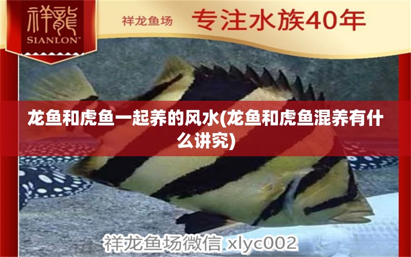 龍魚和虎魚一起養(yǎng)的風水(龍魚和虎魚混養(yǎng)有什么講究) 魚缸風水