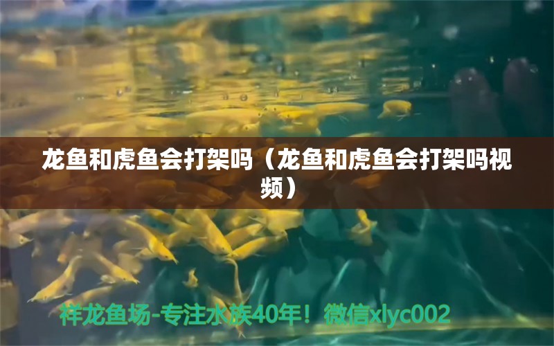 龍魚和虎魚會打架嗎（龍魚和虎魚會打架嗎視頻）