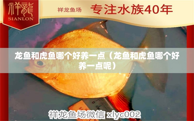 龍魚和虎魚哪個(gè)好養(yǎng)一點(diǎn)（龍魚和虎魚哪個(gè)好養(yǎng)一點(diǎn)呢） 虎魚百科