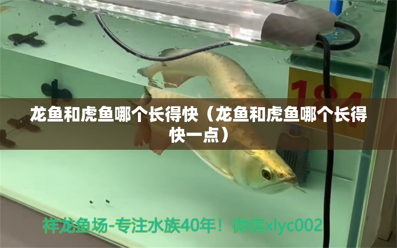 龍魚和虎魚哪個長得快（龍魚和虎魚哪個長得快一點(diǎn)）