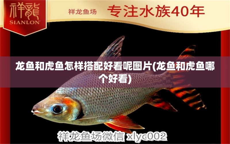 龍魚(yú)和虎魚(yú)怎樣搭配好看呢圖片(龍魚(yú)和虎魚(yú)哪個(gè)好看)