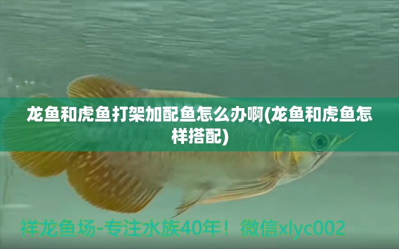 龍魚和虎魚打架加配魚怎么辦啊(龍魚和虎魚怎樣搭配) 虎魚百科