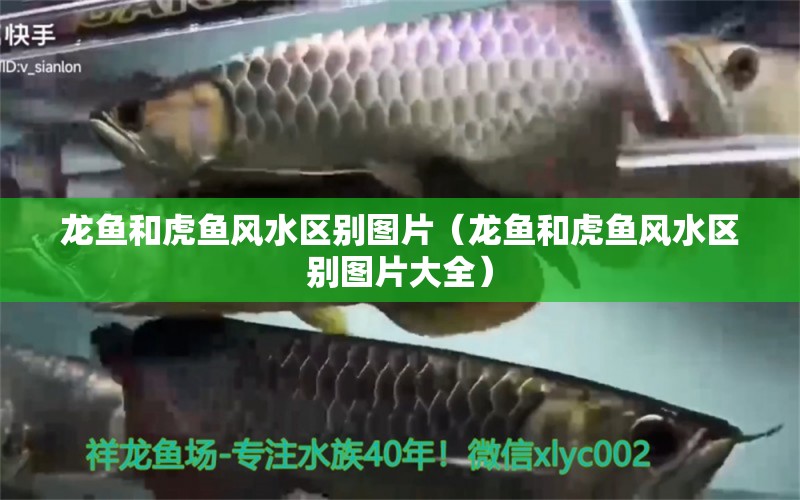 龍魚(yú)和虎魚(yú)風(fēng)水區(qū)別圖片（龍魚(yú)和虎魚(yú)風(fēng)水區(qū)別圖片大全） 魚(yú)缸風(fēng)水