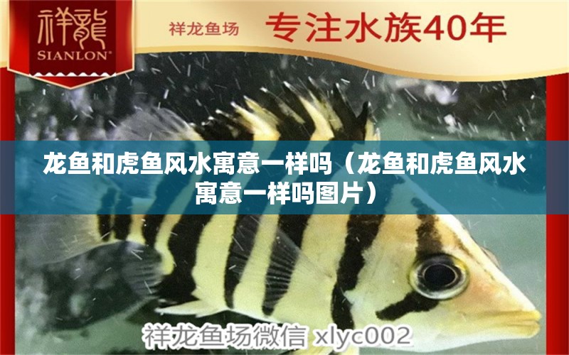 龍魚和虎魚風(fēng)水寓意一樣嗎（龍魚和虎魚風(fēng)水寓意一樣嗎圖片） 魚缸風(fēng)水